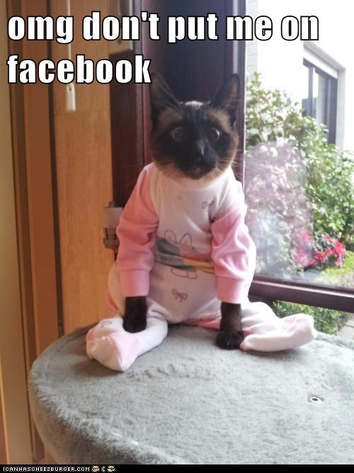 A cat wearing a pink and white onesie sits on a perch by a window.