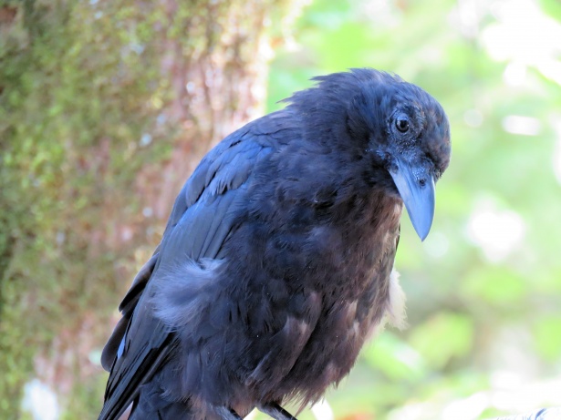 Crow illustration for Reader Nation Kickstarter announcement