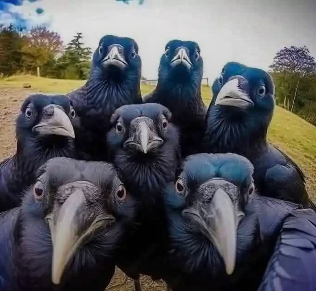 What do you get when the curiosity of a raven meets a neurodivergent organizer?